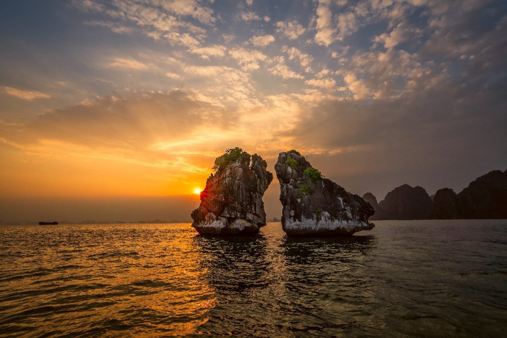 Fighting cock, Halong Bay
