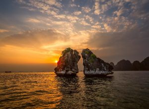 Fighting cock, Halong Bay